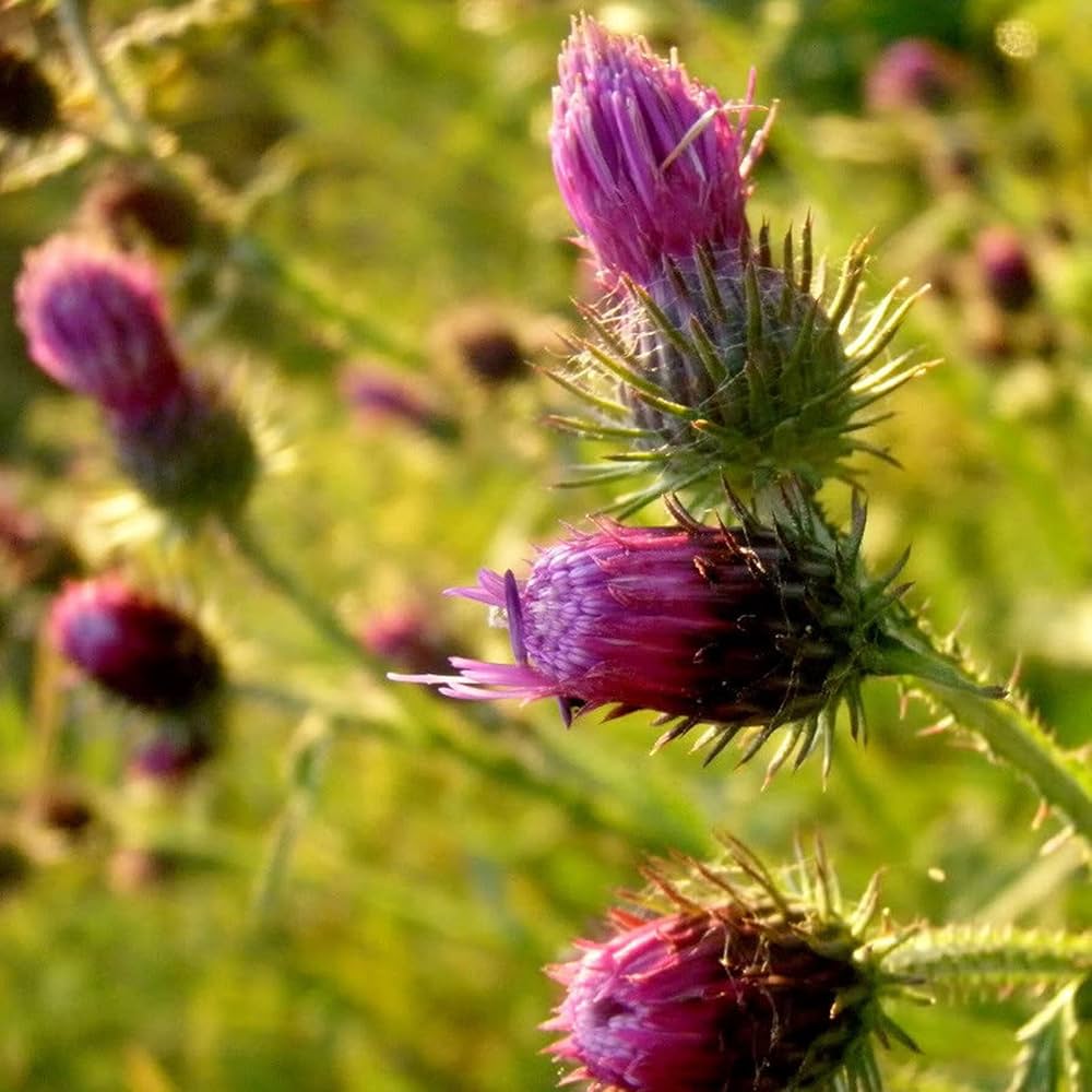 Pink Arctium Lappa Flower seeds for Planting - Low Maintenance, Heirloom & GMO Free Seeds for Home Garden
 
 Sale seeds for home garden