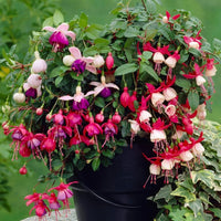 Mixed Color Fuchsia Flower Seeds for Planting Drought Tolerant Heirloom & GMO Free Seeds for Home Garden
 
 Sale