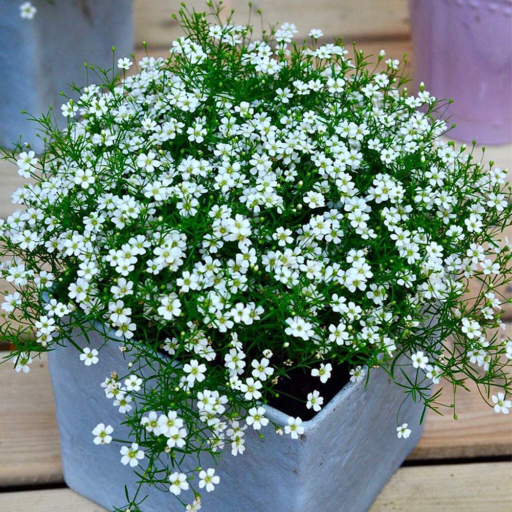 White Gypsophila Repens Plant Seeds for Vibrant Garden Displays