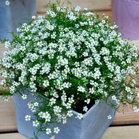 White Gypsophila Repens Plant Seeds for Vibrant Garden Displays