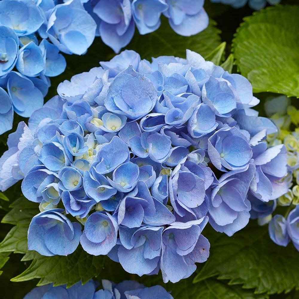 Hydrangea Flower seeds for Planting Compact Growth Heirloom & GMO Free Seeds for Home Garden 
 
 Sale seeds for home garden planting
