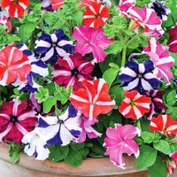 Mixed Mexican Petunia Flower seeds for Planting - Long Bloom Season, Heirloom & GMO Free Seeds for Home Garden
 
 Sale seeds for home garden