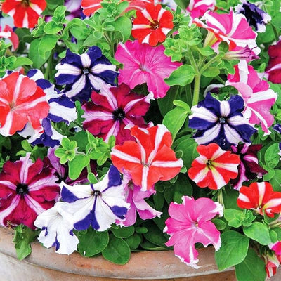 100 Pcs