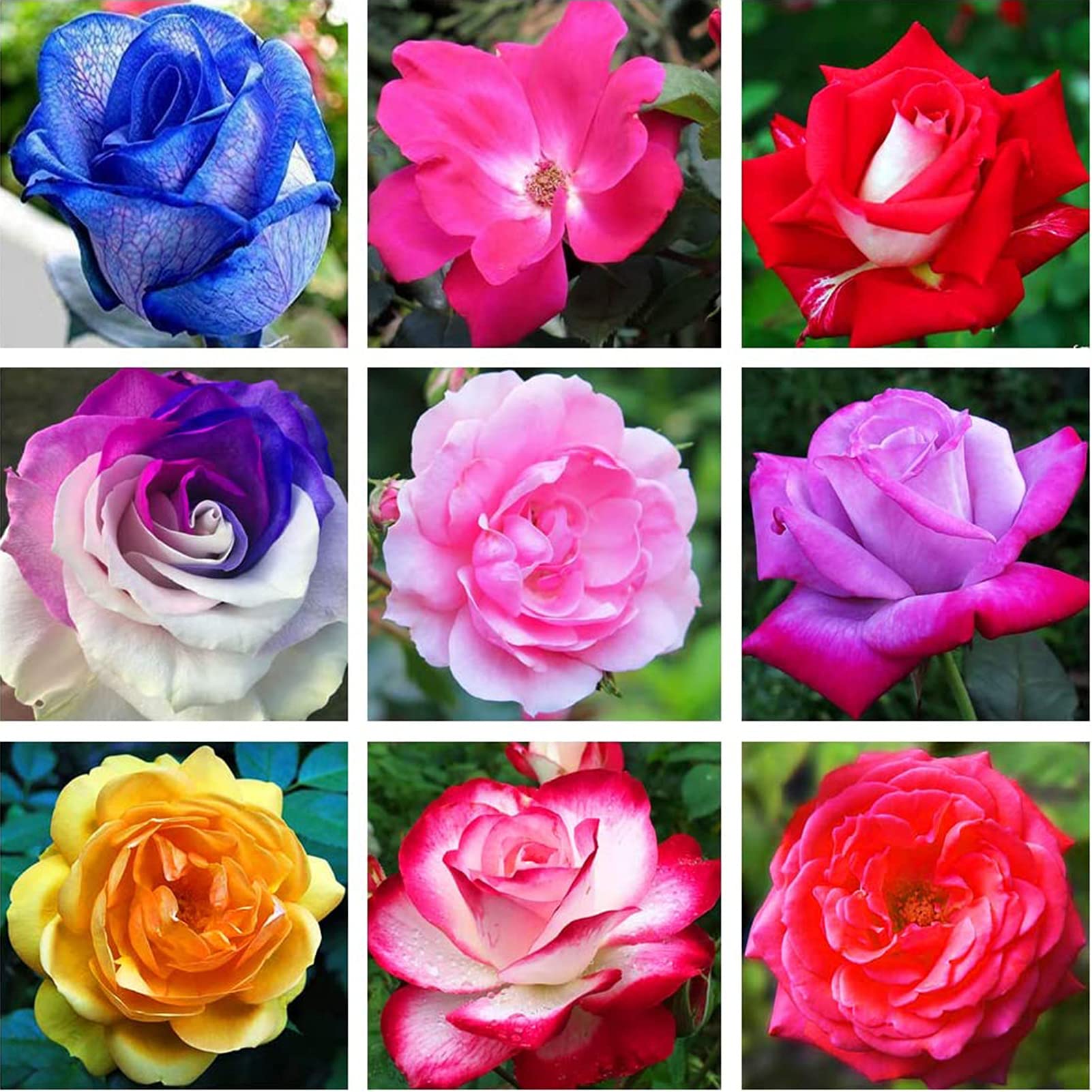 Mixed Rose Flower seeds for Planting Seasonal Bloomer Heirloom & GMO Free Seeds for Home Garden