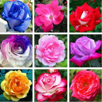 Mixed Rose Flower seeds for Planting Seasonal Bloomer Heirloom & GMO Free Seeds for Home Garden