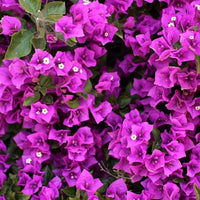 Bougainvillea Yellow Purple Flower seeds for Planting - Compact Growth, Heirloom & GMO Free Seeds for Home Garden
