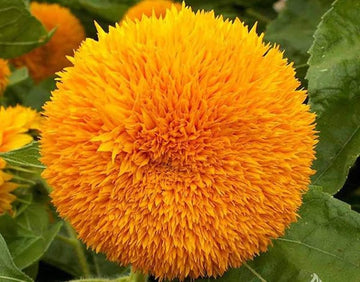 Sunflower Teddy Bear Helianthus annuus Flower Seeds for Planting in Garden