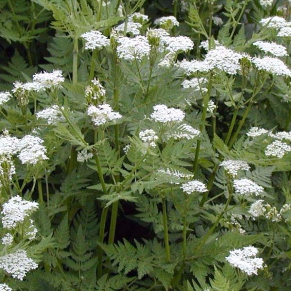 Heirloom Sweet Cicely Flower seeds for Planting Seasonal Bloomer Heirloom & GMO Free Seeds for Home Garden