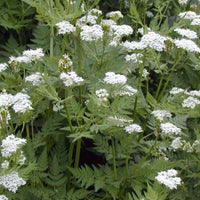 Heirloom Sweet Cicely Flower seeds for Planting Seasonal Bloomer Heirloom & GMO Free Seeds for Home Garden
