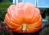 Giant Wallace Whoppers Pumpkin Seeds For Planting Vegetable Seeds