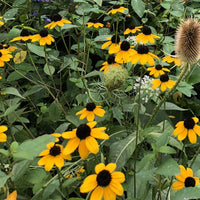 Yellow Rudbeckia Triloba Flower seeds for Planting Hardy Variety Heirloom & GMO Free Seeds for Home Garden 
 
 Sale