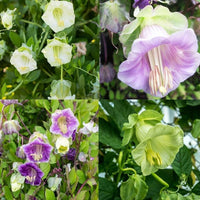 Cup & Saucer Flower seeds for Planting Wildflower Mix Heirloom & GMO Free Seeds for Home Garden