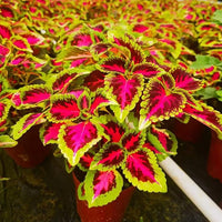 Rare Color Coleus Seeds for Planting home garden flower bed