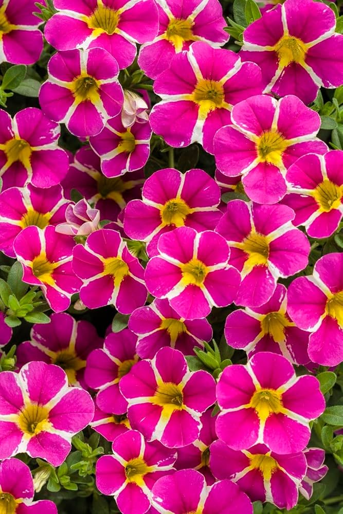 Pink & Yellow Petunia Flower seeds for Planting Bright Blooms Heirloom & GMO Free Seeds for Home Garden
