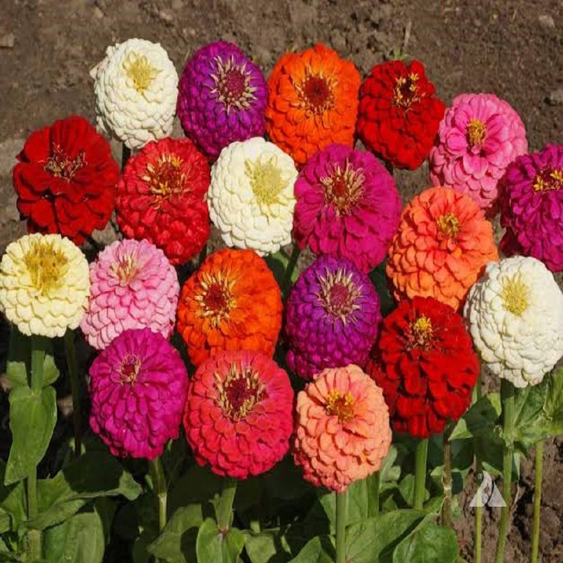 Mixed Helichrysum Flower seeds for Planting - Long Bloom Season, Heirloom & GMO Free Seeds for Home Garden