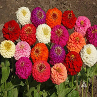 Mixed Helichrysum Flower seeds for Planting - Long Bloom Season, Heirloom & GMO Free Seeds for Home Garden