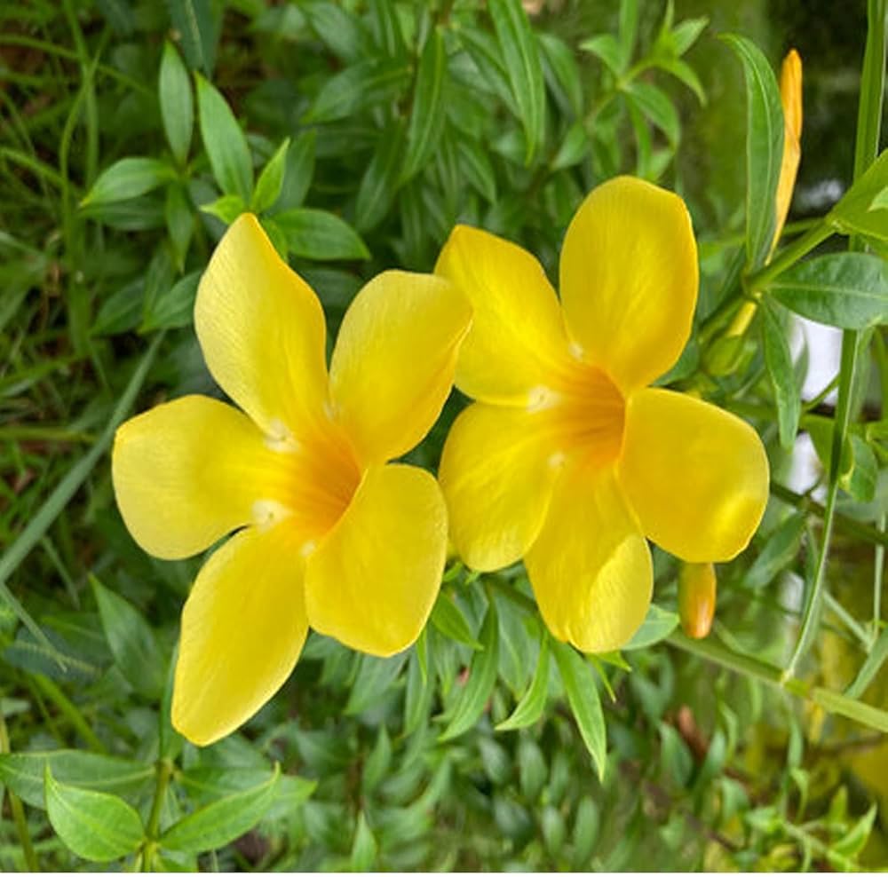 Heirloom Yellow Mandevilla Sanderi Flower seeds for Planting - Shade Tolerant, Heirloom & GMO Free Seeds for Home Garden