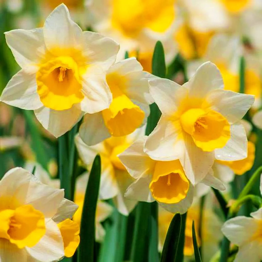 Narcissus Flower Seeds for Planting  White and Yellow Blooms
