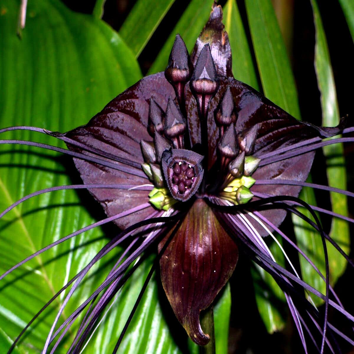 Butterfly Orchid Flower seeds for Planting - Fragrant Blossoms, Heirloom & GMO Free Seeds for Home Garden