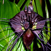 Butterfly Orchid Flower seeds for Planting - Fragrant Blossoms, Heirloom & GMO Free Seeds for Home Garden