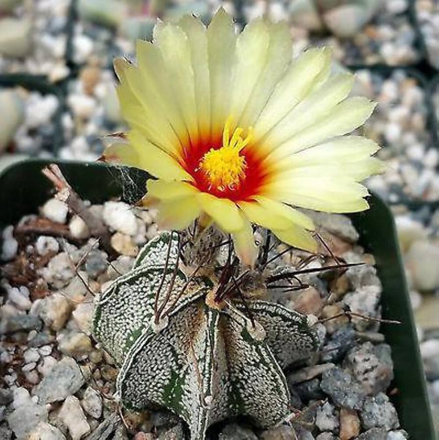 Astrophytum Flower seeds for Planting Cottage Garden Essential Heirloom & GMO Free Seeds for Home Garden