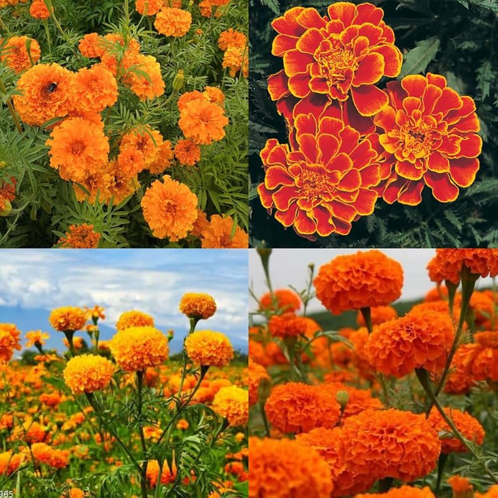 Mixed Sinensis Patula Flower Seeds for Planting