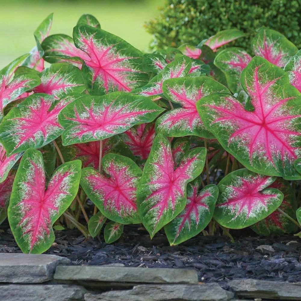 Caladium Flower seeds for Planting Cottage Garden Essential Heirloom & GMO Free Seeds for Home Garden