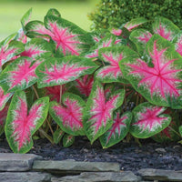 Caladium Flower seeds for Planting Cottage Garden Essential Heirloom & GMO Free Seeds for Home Garden