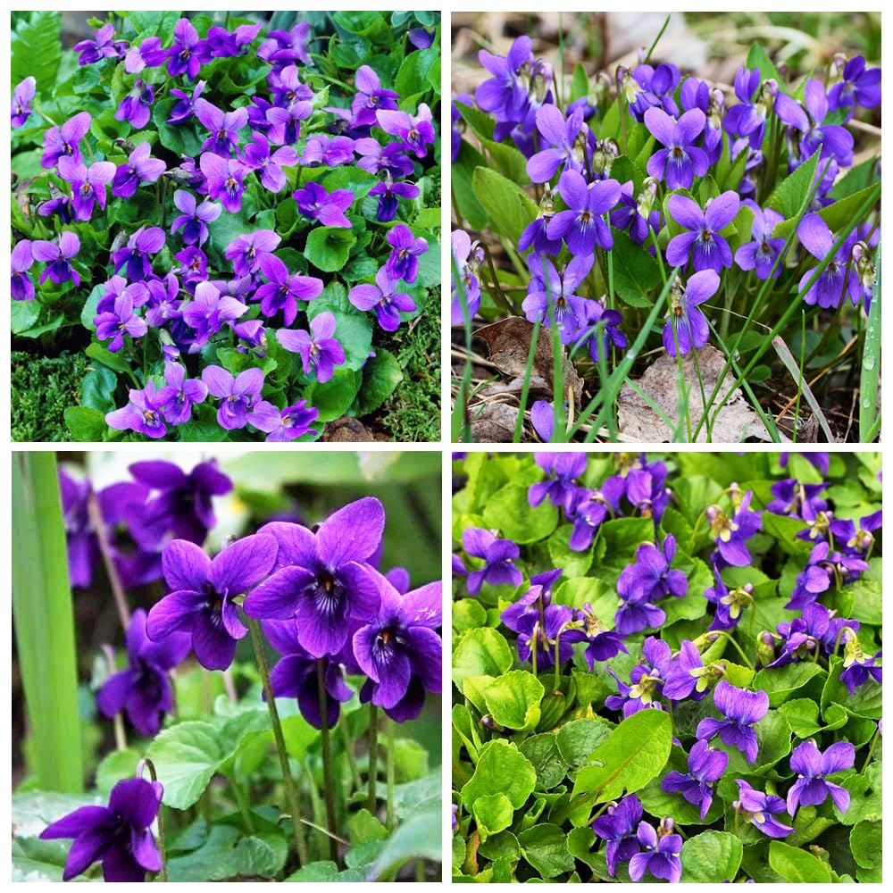 Viola Odorata Flower seeds for Planting Pollinator Friendly Heirloom & GMO Free Seeds for Home Garden