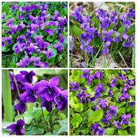 Viola Odorata Flower seeds for Planting Pollinator Friendly Heirloom & GMO Free Seeds for Home Garden