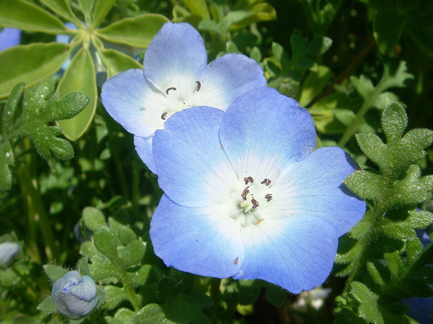 Baby Blue Eyes Seeds for Planting flower bed home garden
