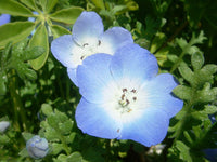 Baby Blue Eyes Seeds for Planting flower bed home garden
