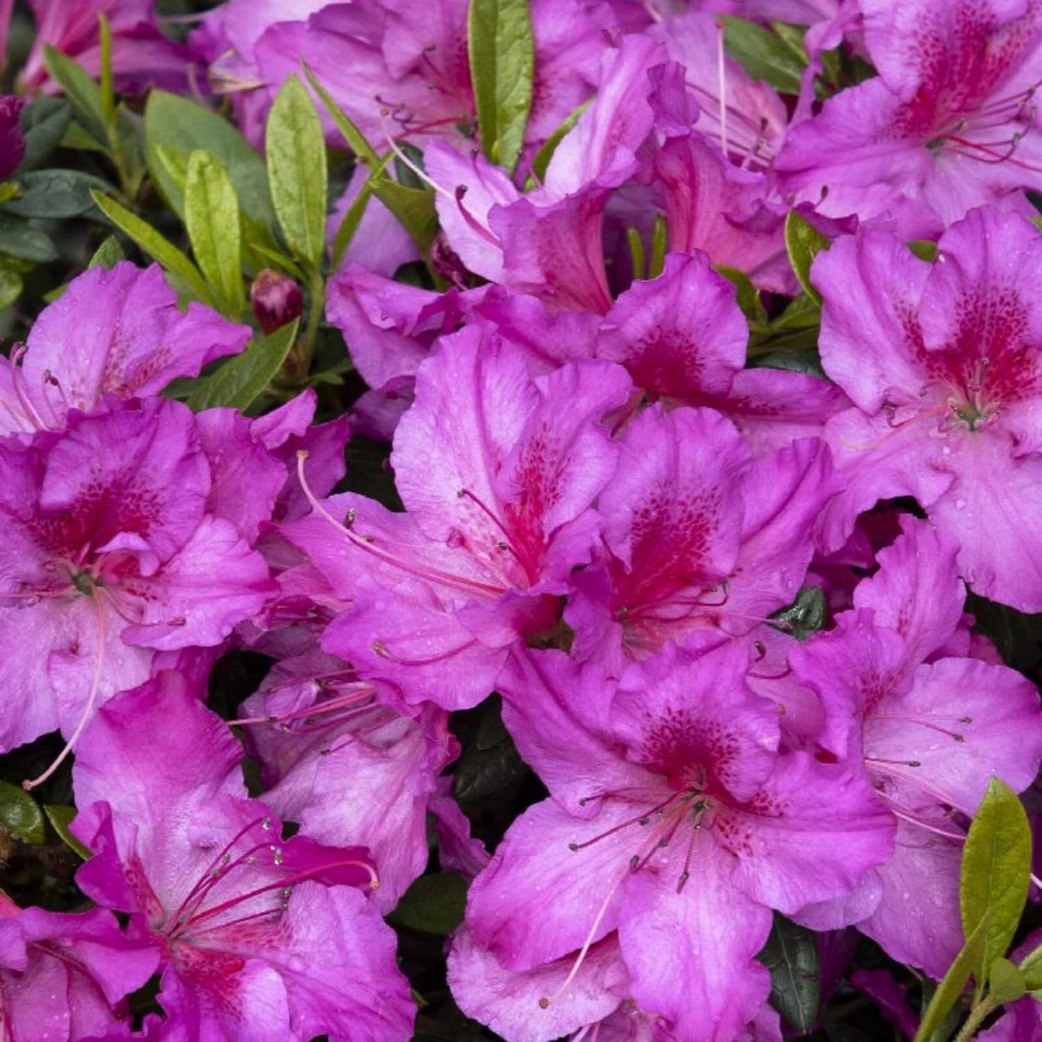 Azalea Flower seeds for Planting Garden Favorite Heirloom & GMO Free Seeds for Home Garden 
 
 Sale