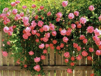 Pink Rose Tree Flower Seeds for Planting – Colorful Display Heirloom & NonGMO Seeds for Home Garden
 
 Sale