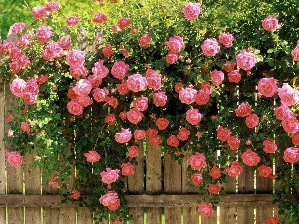 Pink Away Rose Flower Seeds for Planting Compact Growth Heirloom & GMO Free Seeds for Home Garden
 
 Sale