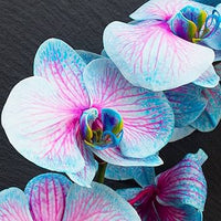 Pink Blue Orchid Flower Seeds for Planting – Vibrant Colors Heirloom & NonGMO Seeds
 
 Sale