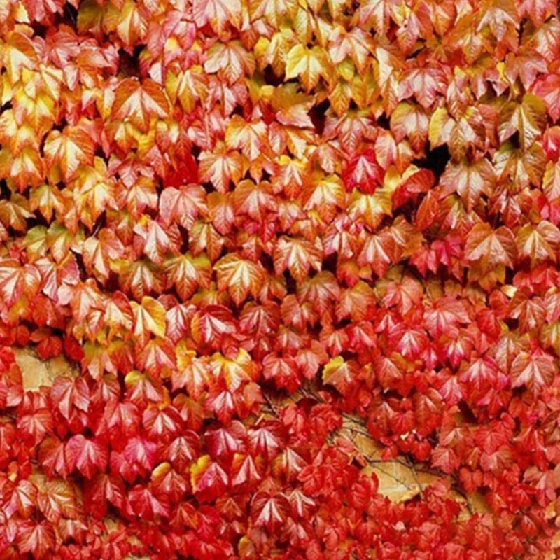 Parthenocissus Tricuspidata Seeds Flower seeds for Planting Compact Growth Heirloom & GMO Free Seeds for Home Garden 
 
 Sale