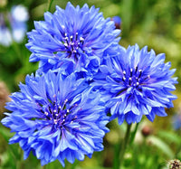 Blue Hankeanus Flower seeds for Planting - Wildflower Mix, Heirloom & GMO Free Seeds for Home Garden