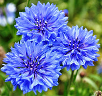 Cornflower Flowers Bonsai Flower Plant Seeds, Ornamental Plants
