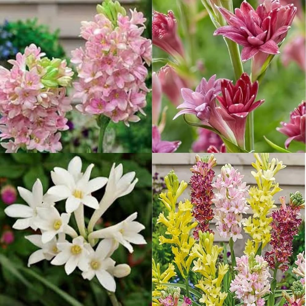 Light Yellow Ascocentrum Flower seeds for Planting - Hardy Variety, Heirloom & GMO Free Seeds for Home Garden
