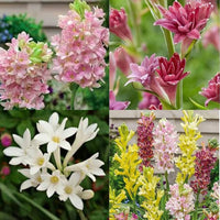 Light Yellow Ascocentrum Flower seeds for Planting - Hardy Variety, Heirloom & GMO Free Seeds for Home Garden