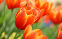 Orange Yellow Tulip Flower Seeds for Planting – Heirloom NonGMO Organic Garden Seeds – Garden Favorite High Germination
 
 Sale
