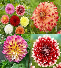 Giant Flower seeds for Planting Compact Growth Heirloom & GMO Free Seeds for Home Garden