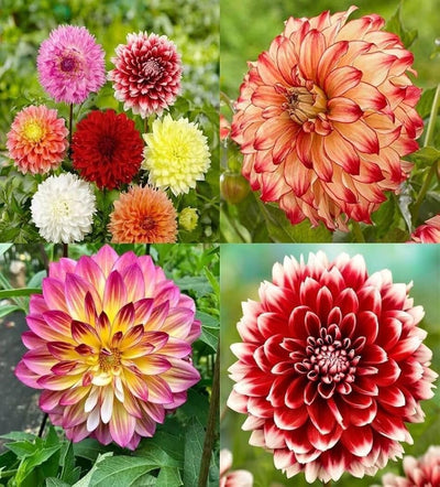 100 Pcs