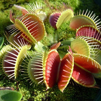 Venus Flower seeds for Planting Premium Quality Heirloom & GMO Free Seeds for Home Garden 
 
 Sale