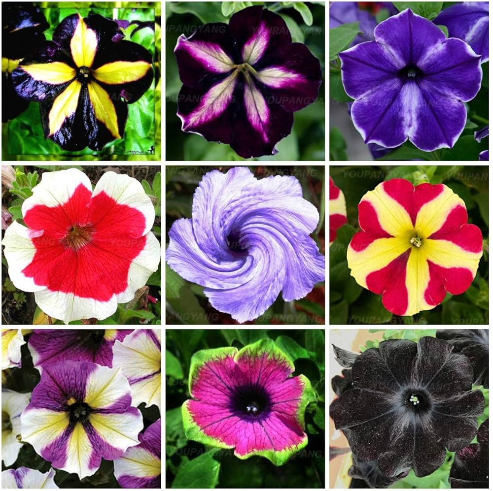 Pellettato Candypops Vena Mix Pellettato Petunia Semi Giardino