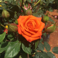 Orange Snow Rose Flower Seeds for Planting Colorful Display Heirloom & GMO Free Seeds for Home Garden
 
 Sale