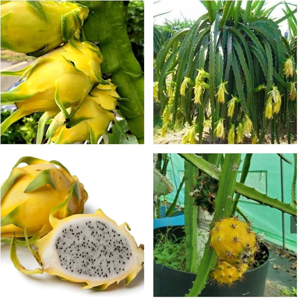 Mixed Pitaya Fruit Seeds for Easy Planting