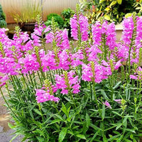 Pink Physostegia Flower seeds for Planting - Bright Blooms, Heirloom & GMO Free Seeds for Home Garden