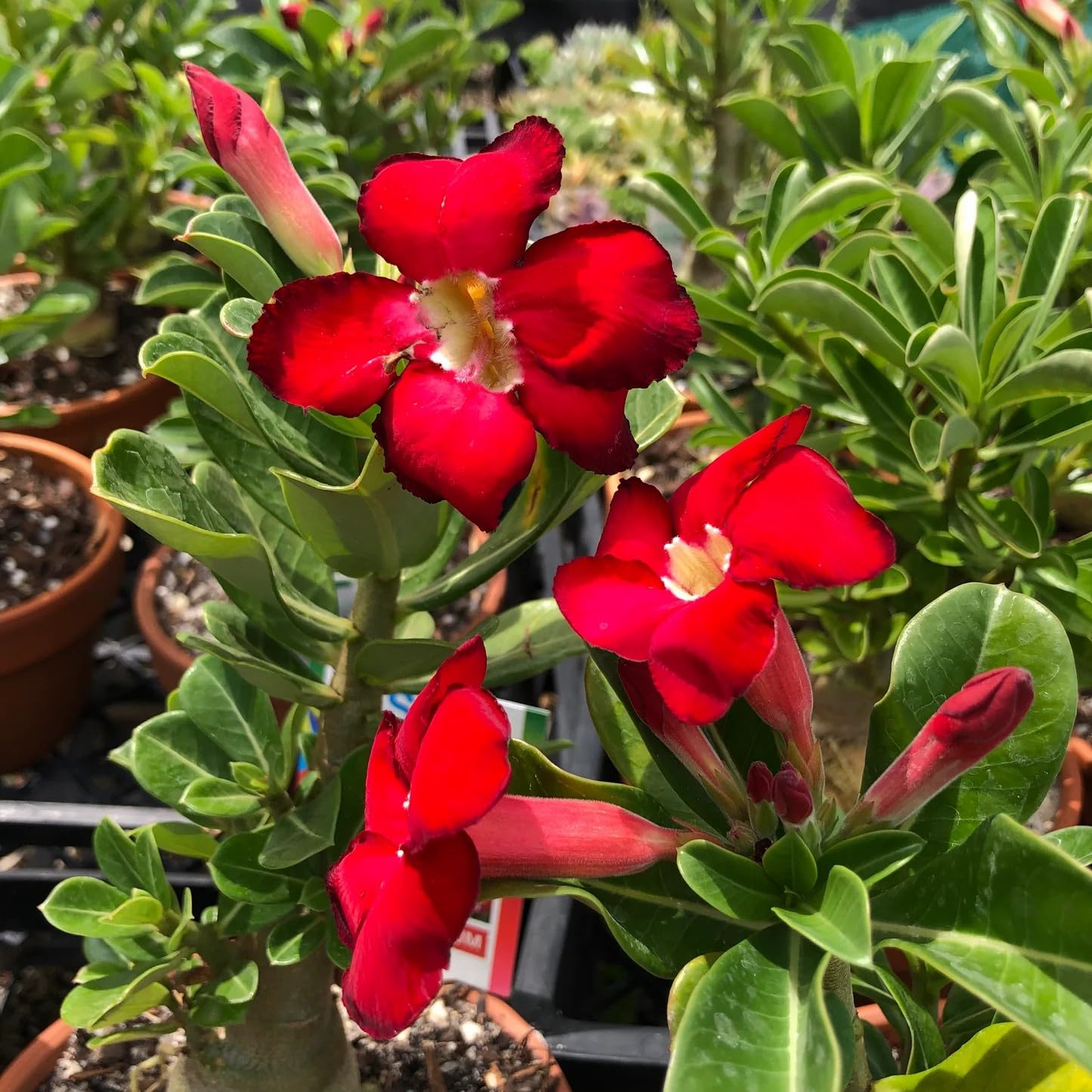 Clear Adenium Obesum Flower seeds for Planting Drought Tolerant Heirloom & GMO Free Seeds for Home Garden